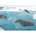 The World of Whales_0000_Camada 7