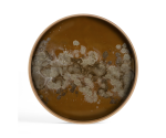 ORGANIC-TRAY_0005_OBLONG