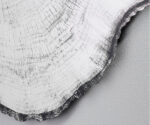(Deknut 2025) – Arbo Dark (L) – 2839_291
